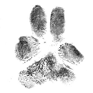 lasergravure POOTAFDRUK